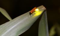 19 Walled buildings in Fung Lok Wai<br /> extirpate firefly endemic to HK