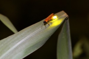 香港獨有的螢火蟲品種 : 米埔屈翅螢 (相片來源 : 香港昆蟲學會)