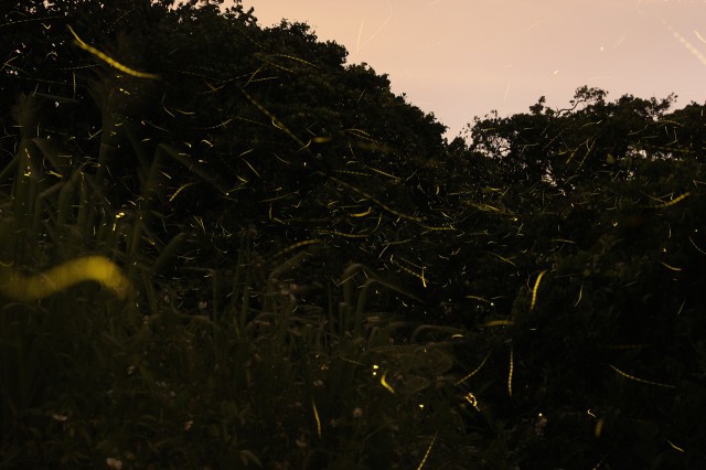 眾多的螢火蟲夜間在豐樂圍飛舞 (圖片來源 : 香港昆蟲學會)